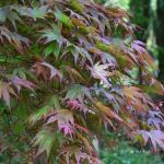 Bois des Moutiers (104) Mai 2012