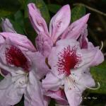 Bois des Moutiers (108) Mai 2012