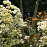 Bois des Moutiers (111) mai 2012