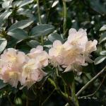 Bois des Moutiers (115) mai 2012