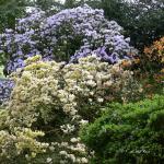 Bois des Moutiers (116) mai 2012