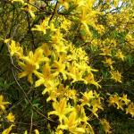 Bois des Moutiers (117) mai 2012