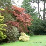 Bois des Moutiers (12) Mai 2012