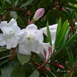 Bois des Moutiers (120) mai 2012