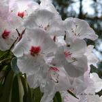 Bois des Moutiers (125) mai 2012