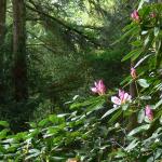 Bois des Moutiers (128) mai 2012