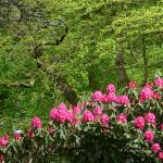 Bois des Moutiers (134) Mai 2012