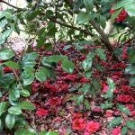 Bois des Moutiers (137) Mai 2012