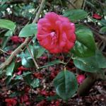 Bois des Moutiers (138) Mai 2012