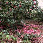 Bois des Moutiers (140) Mai 2012