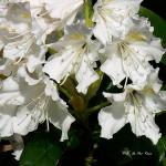 Bois des Moutiers (159) Mai 2012