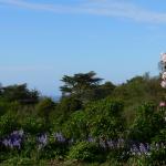 Bois des Moutiers (161) Mai 2012