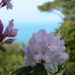 Bois des Moutiers (163) Mai 2012