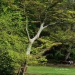 Bois des moutiers (167) Mai 2012