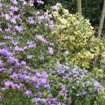 Bois des Moutiers (17) Mai 2012