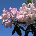 Bois des Moutiers (175) Mai 2012