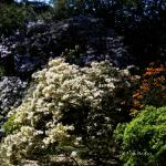 Bois des Moutiers (176) Mai 2012