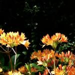 Bois des Moutiers (177) Mai 2012