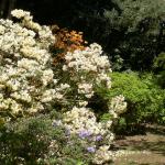 Bois des Moutiers (178) Mai 2012