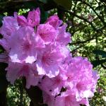 Bois des Moutiers (182) Mai 2012