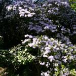 Bois des Moutiers (186) Mai 2012