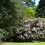 Bois des Moutiers (190) Mai 2012