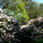 Bois des Moutiers (195) Mai 2012