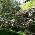 Bois des Moutiers (198) Mai 2012