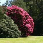 Bois des Moutiers (200) Mai 2012