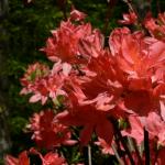 Bois des Moutiers (201) Mai 2012