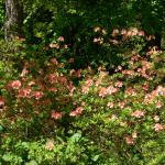 Bois des Moutiers (203) Mai 2012