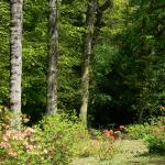 Bois des Moutiers (204) Mai 2012