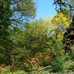Bois des Moutiers (205) Mai 2012