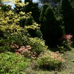 Bois des Moutiers (206) Mai 2012