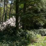 Bois des Moutiers (211) Mai 2012