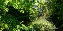 Bois des Moutiers - Mai - Eblouissement floral