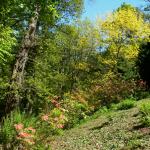 Bois des Moutiers (219) Mai 2012