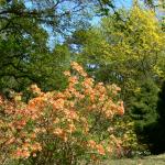 Bois des Moutiers (220) Mai 2012