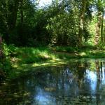 Bois des Moutiers (229) Mai 2012