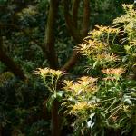 Bois des Moutiers (23) Mai 2012