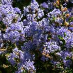 Bois des Moutiers (235) Mai 2012