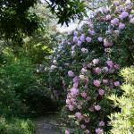 Bois des Moutiers (239) Mai 2012