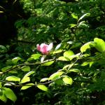 Bois des Moutiers (240) Mai 2012