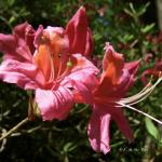 Bois des Moutiers (248) Mai 2012