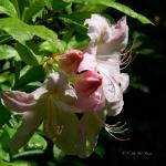 Bois des Moutiers (253) Mai 2012