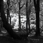 Bois des Moutiers (255) Mai 2012