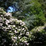 Bois des Moutiers (257) Mai 2012