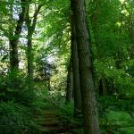 Bois des Moutiers (258) Mai 2012