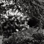 Bois des Moutiers (262) Mai 2012