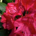 Bois des Moutiers (283) Mai 2012